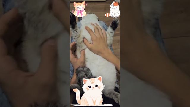 смешная кошка смотреть онлайн