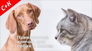 Прикольные, смешные клички (имена) для собак и кошек (мальчиков и девочек)