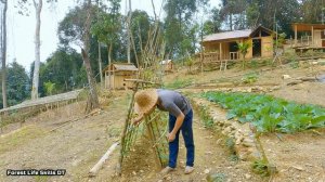 Full Video : Last days of last winter at the old farm, green forest life