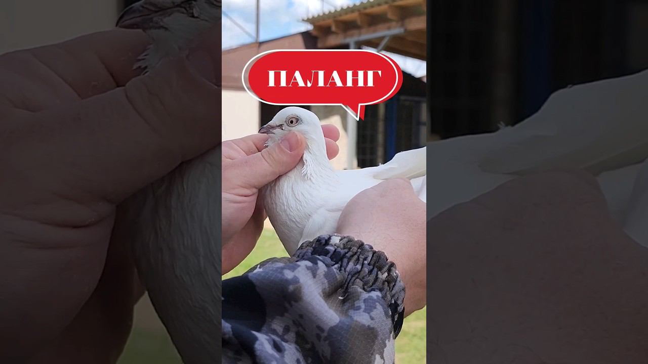ПАЛАНГ #голуби #игровые #pigeon #kabootar ПАЛАНГ МАСТЬ ИЛИ ПОРОДА? САМАРКАНДСКИЕ ПОРОДЫ ГОЛУБЕЙ. смотреть онлайн