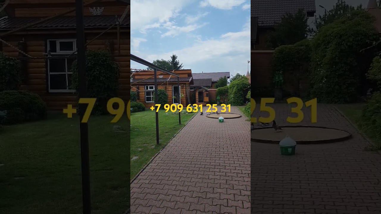 Голуби на продажу, молодые голуби. смотреть онлайн