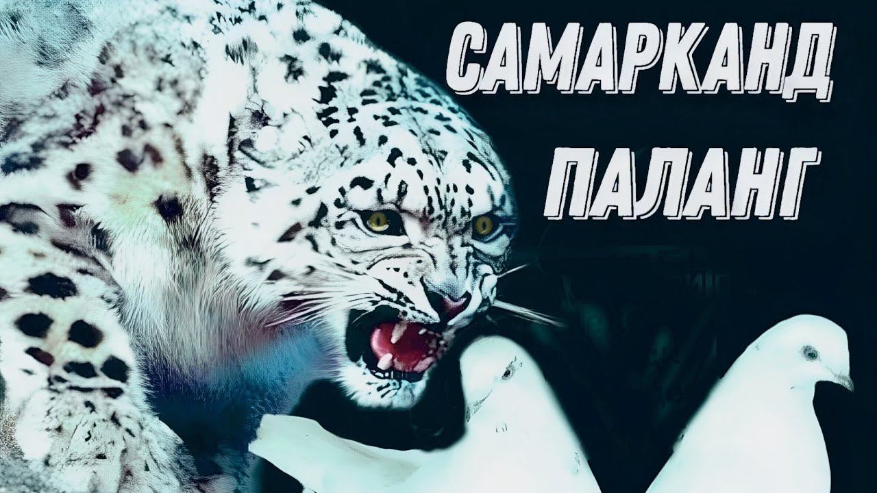 Голуби Самаркандские масть паланг. #голуби #pigeon #игровые #kabootar #eagle #kabutar #топ #tauben смотреть онлайн