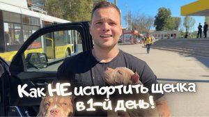 Как не испортить щенка в первый день воспитания? Новый помет от Тихона и Гули!