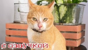 Приколы с котами Смешные коты и собаки С ОЗВУЧКОЙ Самые смешные животные