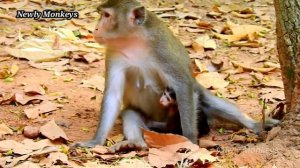 Life no love,not care, Pity baby monkey Alba Mom Heartless Anna hate Face baby Knocked it every day