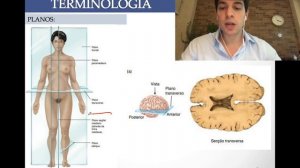 Aula 02  - Vistas, eixos e planos anatômicos #Anatomiahumana