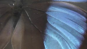 ИЗ МИРА: 55. Morpho achilles (морфо ахиллес)