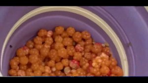 вылазка в лес за морошкой )))))