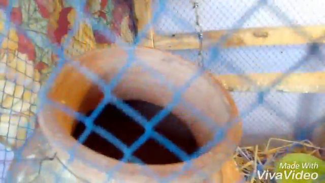 Chicks Care for Budgies Urdu/Hindi