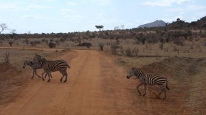Зебры переходят дорогу @ Цаво, Кения