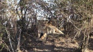 Львы на отдыхе @ Масаи Мара, Кения