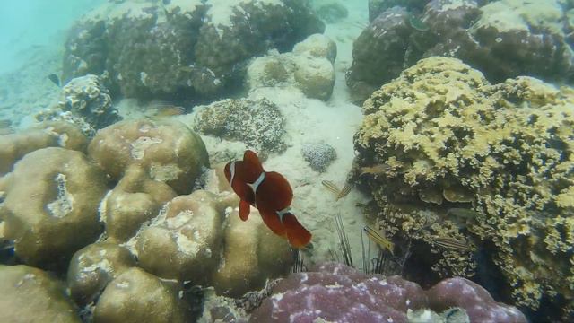 Snorkeling over Coral reef (main beach) @ Sapi Island, Borneo