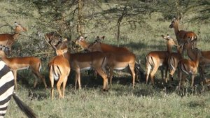 Импалы и зебра @ Накуру, Кения