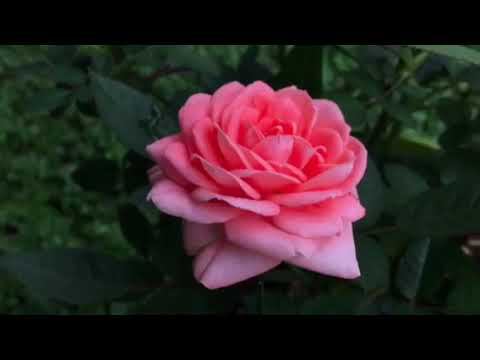 колька ширмачоригенальное исполнениеДина Верни смотреть онлайн