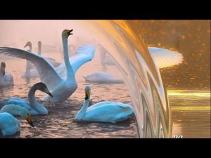 Дворовая беседка 70х Плачь лебедя