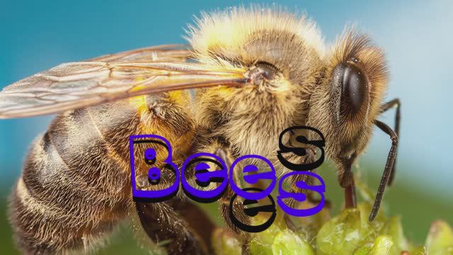 Bees (Пчёлы)