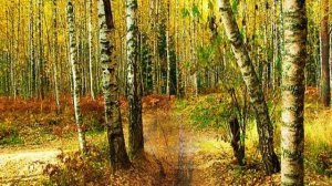 Белая березонька плакала (караоке, плюс)