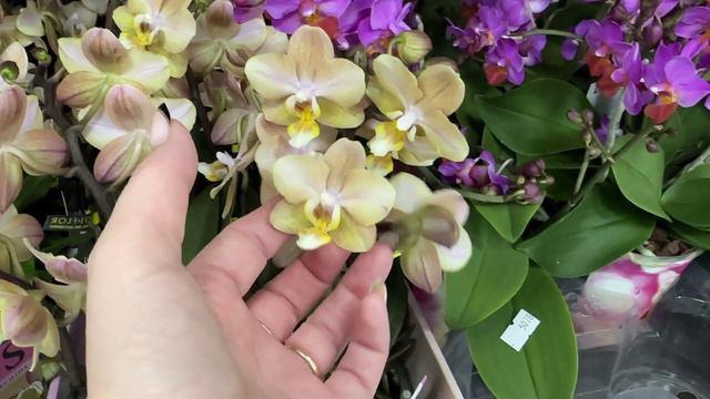 🌸 ПРОДАЖА ОРХИДЕЙ 30.09.2024 Орхидея Пиниф, Леко Фантастик, Сара Бланш. Купить орхидею.