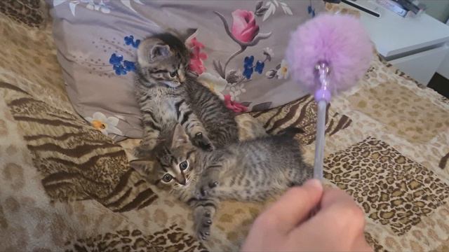 Котята девочки в добрые руки