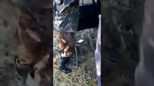 Медведь порвал ниву ;(