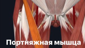 Портняжная мышца и йога. Функции. Анатомия. Синергисты. Антагонисты. Упражнения