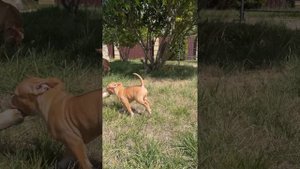 Американский булли щенки