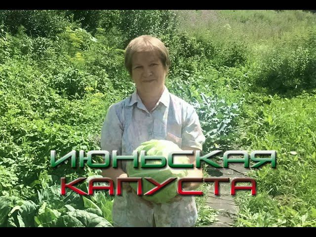 Капуста июньская самый раннеспелый сорт смотреть онлайн