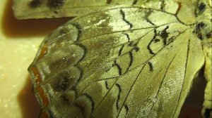 ИЗ МИРА: 60. Charaxes catachrous