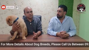 Dog or Puppy NOT Eating FOOD - Loss of Appetite || Possible Reasons & Solutions || Baadal Bhandaari