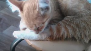 Рыжый котенок моется