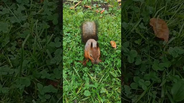 Белка 🐿️ изучает жёлудь 🌰. Делает запасы на зиму.