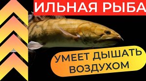 Ильная рыба: Рыба, которая не менялась 70 млн лет. Она пережила динозавров!