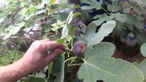 Инжир после первых заморозков ночью -1