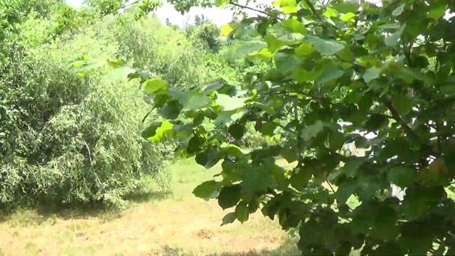 24 июня на пасеке. смотреть онлайн