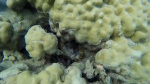 Осьминог 2 @ Флик-ан-Флак, Маврикий