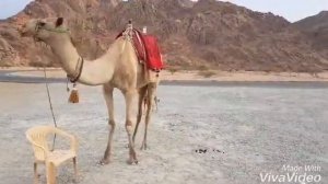 Регар..САУДИАДА .ХАР ХИР ХАЙВОНЛАР БОР ЭШАК,ТОВУК,ТУЯ.,МАЙМУН.ЗАХАРЛИ КОБРАЛАР ЧАЁНЛАР ХАМ БОР ЧОКИ