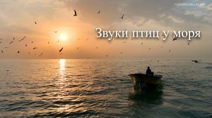 Звуки птиц у моря | Звуки природы | Звуки моря