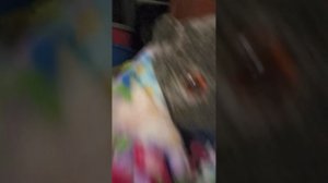 вечерний влог с басиком идём гулять💚