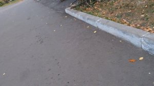 Поиск собаки