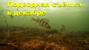 Подводная съёмка в декабре во время подлёдной рыбалки. Ice video on fishing