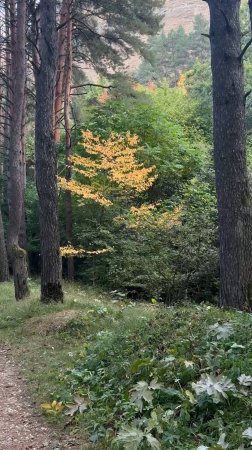 Красивые наряды золотой осени в Кисловодском парке