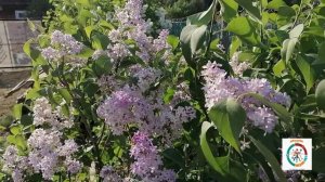 Дачные зарисовки.