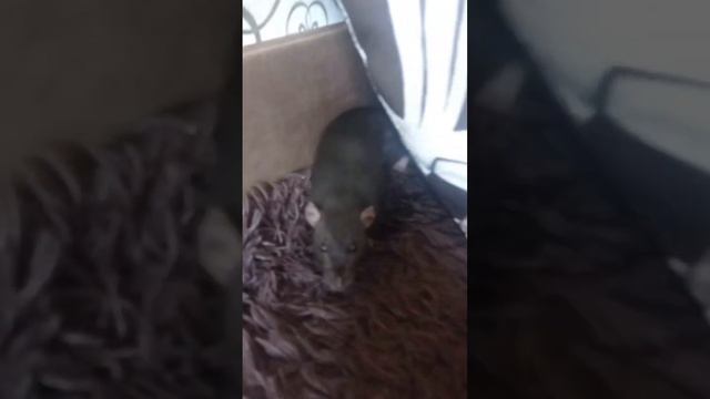 world of tanks PS4-PS5.Собираем донаты после Стрима 🤣🤣🤣😎😎😎💪💪💪🤝🤝🤝✌️✌️✌️😁 смотреть онлайн