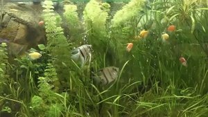 Глубокий релакс и успокоение нервной системы
