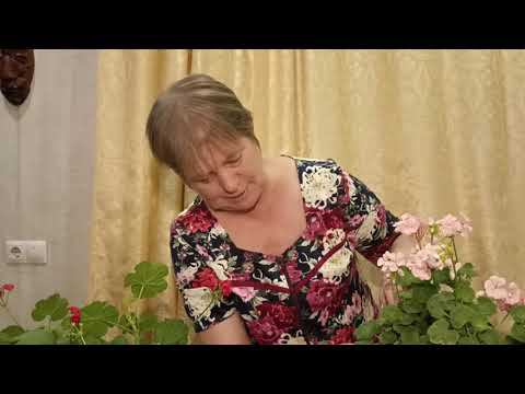 Размножение пеларгонии без проблем