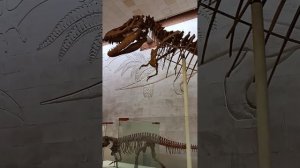 Палеонтологический музей в Москве