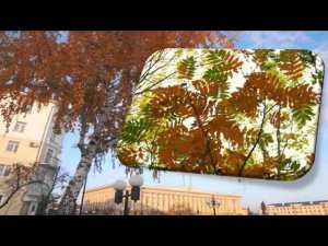 Листья жёлтые!