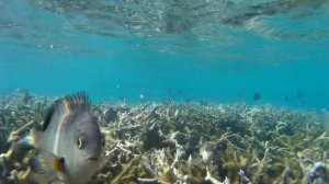 Снорклинг среди рыб damselfish @ Блю Бэй, Маврикий