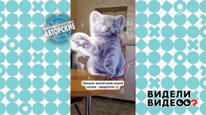 Перевоспитание кошки. Видели видео? Фрагмент выпуска от 29.09.2024