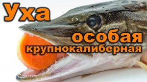 Уха из щуки. Как варить рыбу. Первые блюда. Кулинарные рецепты. How to cook fish soup